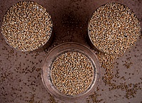 Bajra