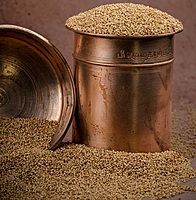 Browntop Millet