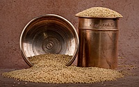 Browntop Millet