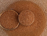Kodo Millet