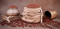 Ragi